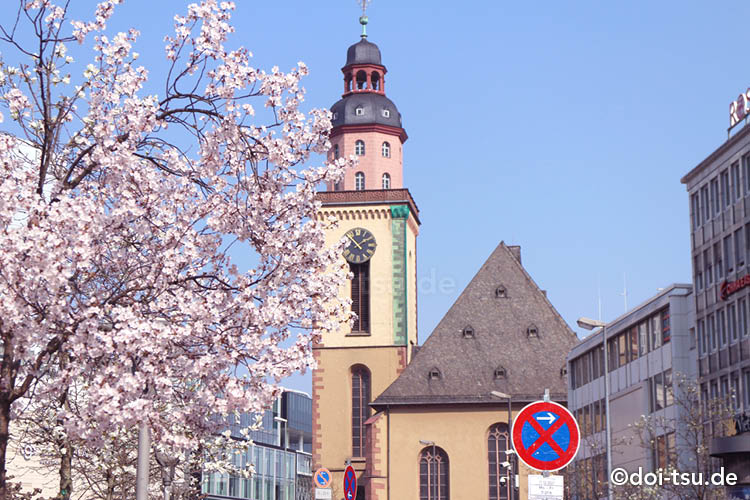 ドイツ・フランクフルトのおすすめ桜スポットで花見をしよう！