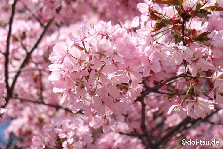 ドイツ・フランクフルトのおすすめ桜スポットで花見をしよう！
