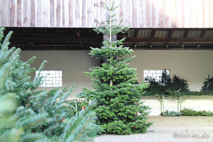 ドイツのツリー農場でクリスマスツリーを切ってきた
