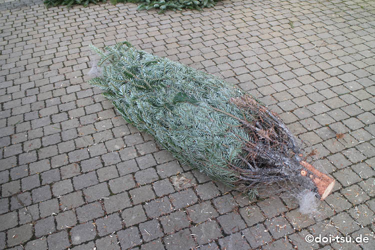 ドイツのツリー農場でクリスマスツリーを切ってきた