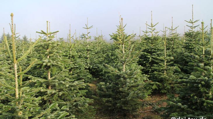 ドイツでクリスマスツリーの生木をツリー農場で直接切って持ち帰った在住者の話